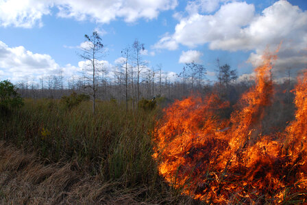 Prescribed cypress prairie burn photo