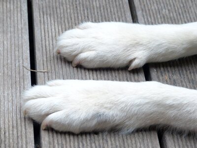 Animal animal paws white