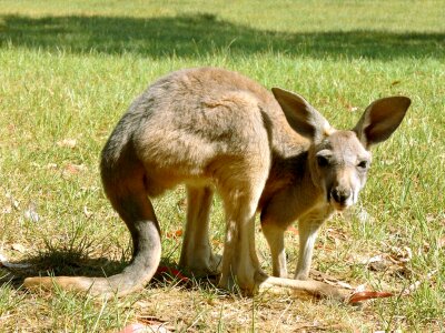 Australia wildlife mammal
