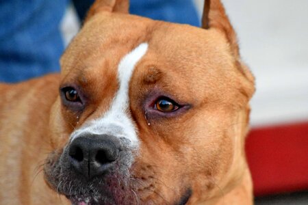 Boxer brown dog photo