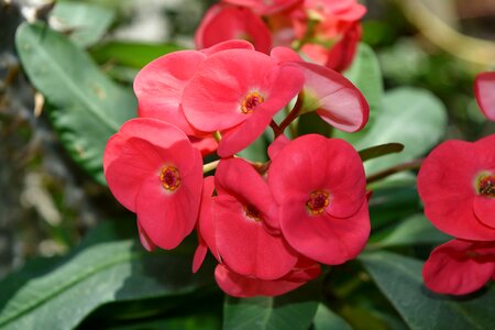 Beautiful Flowers garden flowers