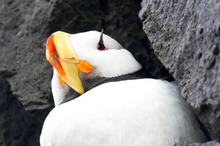 Horned puffin-1