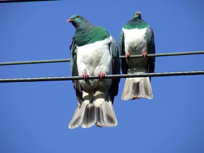 New zealand bird doves