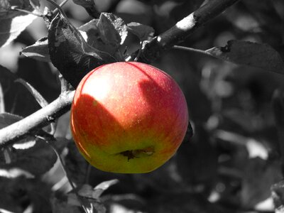 Fresh red vitamins