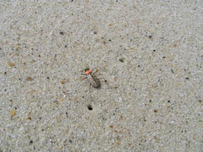 Beetle Cicindelinae carabidae phylum photo