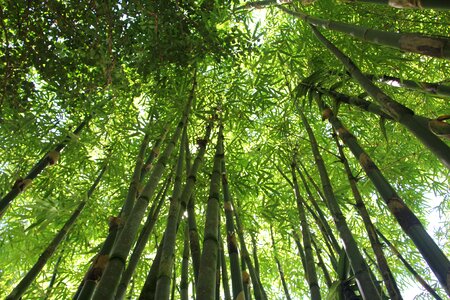 Nature green forest