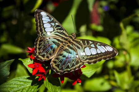Nature wings macro
