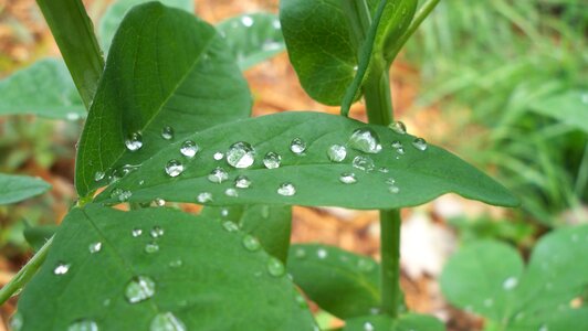 Wet natural water