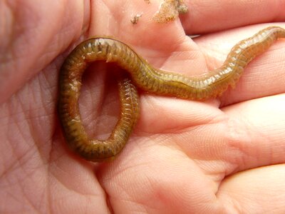Annelid wadden sea watts