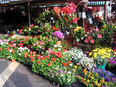 Bloom market 