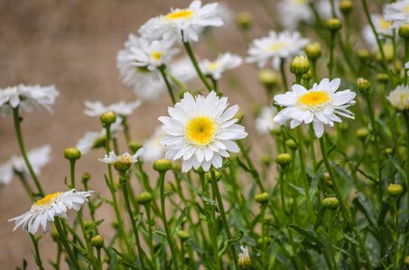 Beautiful Flowers biology bloom