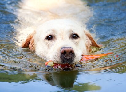 dog swimming photo