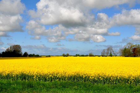 Landscape field yellow photo