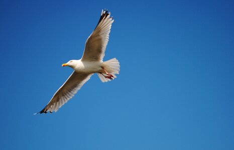 Seagull bird flying photo