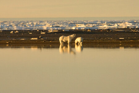 Polar bears along the shore photo