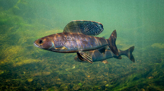 Arctic grayling-2 photo