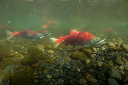 Sockeye Salmon-6 photo