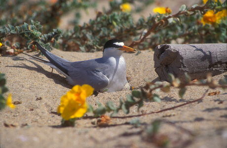 California Least tern photo