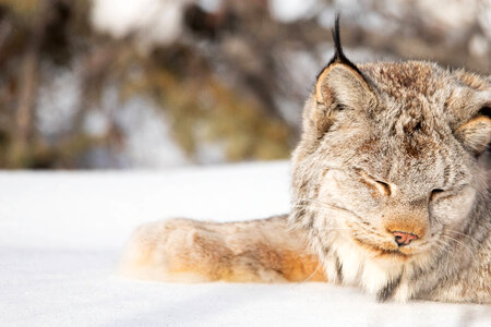 Newly collared female lynx recovers from sedation
