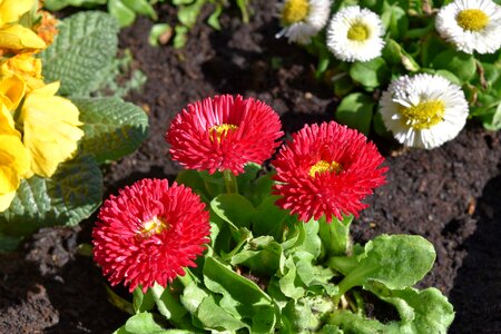 Pink nature plant photo