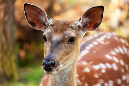 Fallow deer fawn female photo