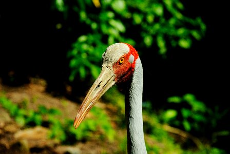 Feathers crane australian photo