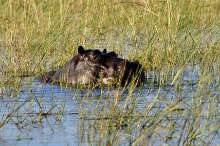 Water chobe botswana