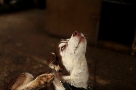 Husky sled dog dog