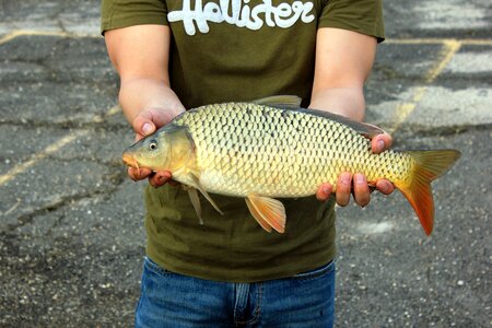 Fish usa wisconsin