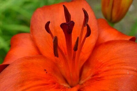 Environment flower garden horticulture photo