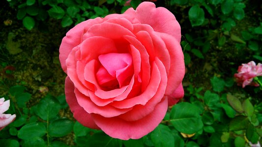 Rose summer beautiful