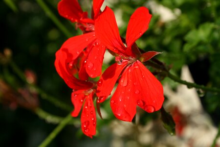 Pelargonium summer flowering garden and balcony plant