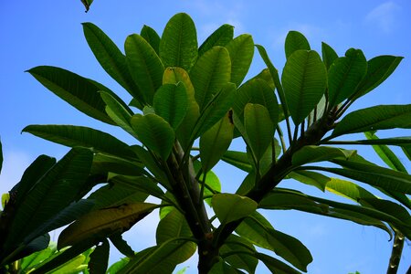 Frangipani plumeria frangipandi