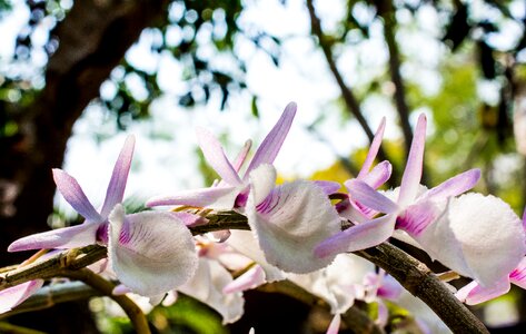 Blossom bloom flower