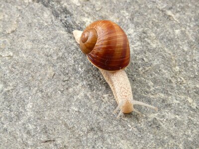 Creature slowly fauna