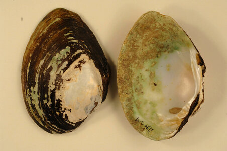Lampsilis cardium-2