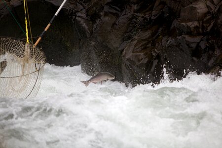 Fishery fishing gear salmon