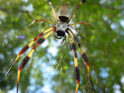 Web spinner