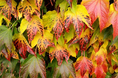 Colorful fall color autumn decoration