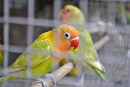 Pet Store Parrots photo
