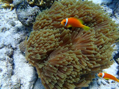 Sea fish underwater orange photo