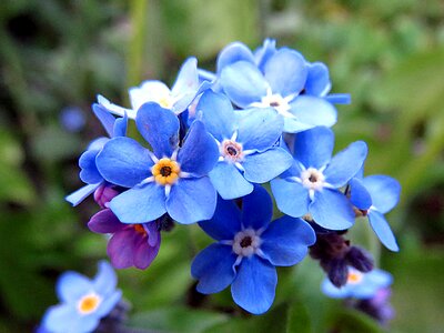 Flower blue myosotis photo