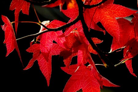 Forest fall color colorful photo