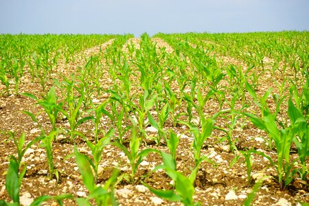 Young plants fresh agriculture