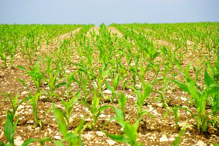 Young plants fresh agriculture photo