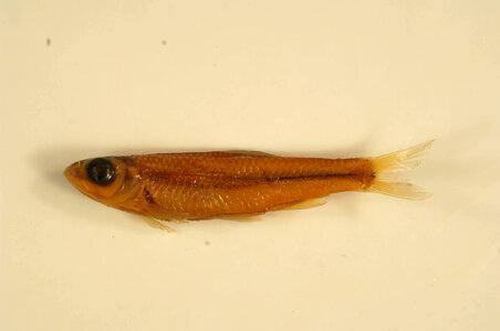 Notropis wickliffi-1