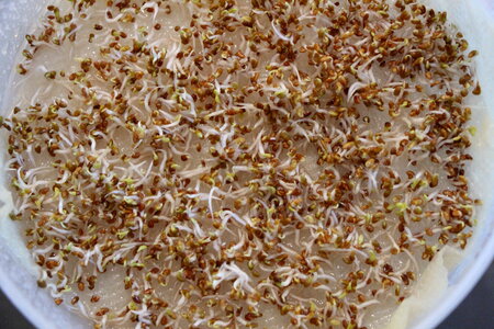 Sprouted alfalfa seeds photo