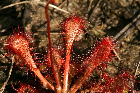 Carnivorous Plant Drosera droseraceae plant