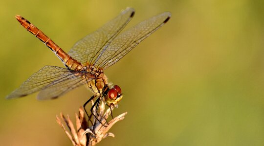 Body close-up dragonfly photo