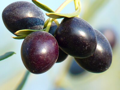 Oelfrucht olive branch nature photo